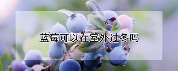 蓝莓可以在室外过冬吗