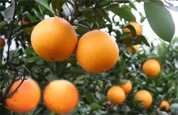 促进柑橘长个的措施