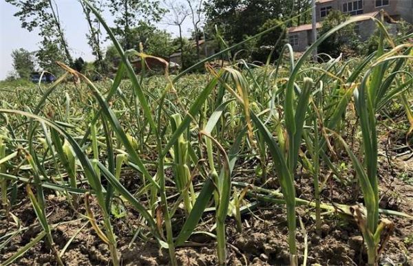 大蒜叶子发黄怎么办？