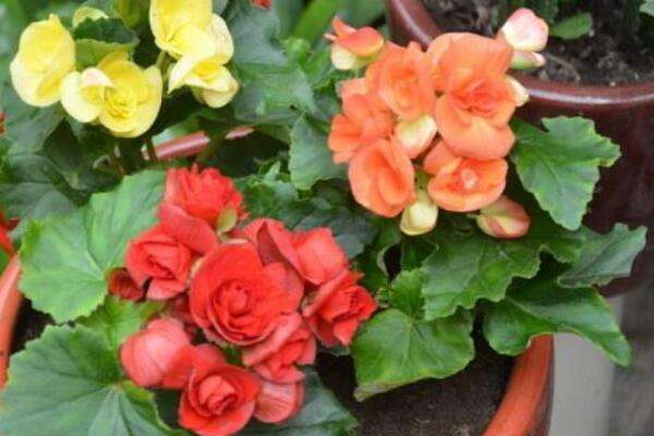 丽格海棠不开花是怎么回事