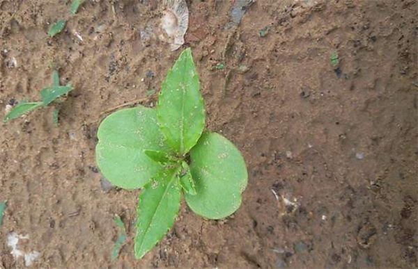 夏季育苗注意事项