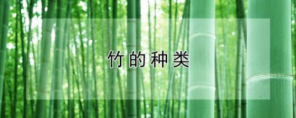 竹的种类