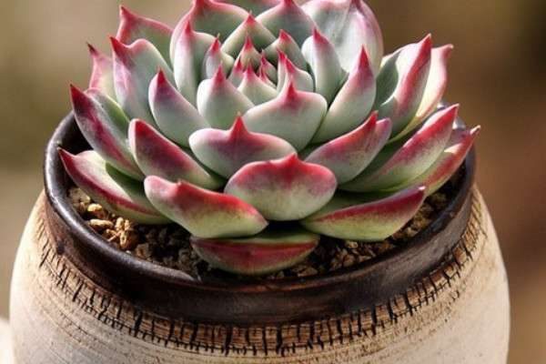 多肉灰霉病如何治疗