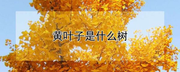 黄叶子是什么树