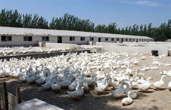 如何提高养鸭效益