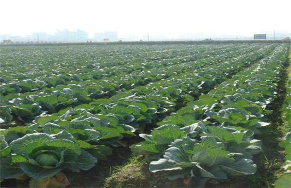 甘蓝不包心怎么办？