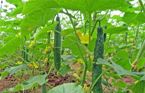 黄瓜冻害怎么办？