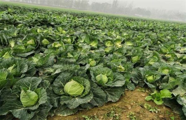 甘蓝不包心怎么办？