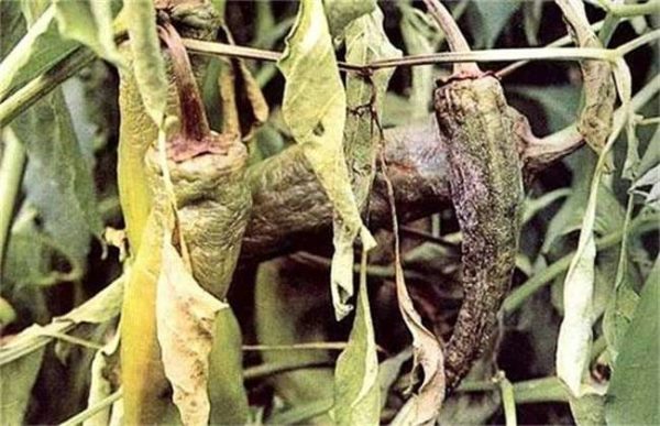 辣椒烂果怎么办？