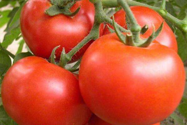 西红柿后期怎么浇水