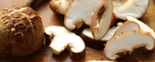 香菇是凉性还是热性