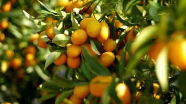 金桔树干枝是怎么回事