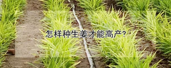 怎样种生姜才能高产?