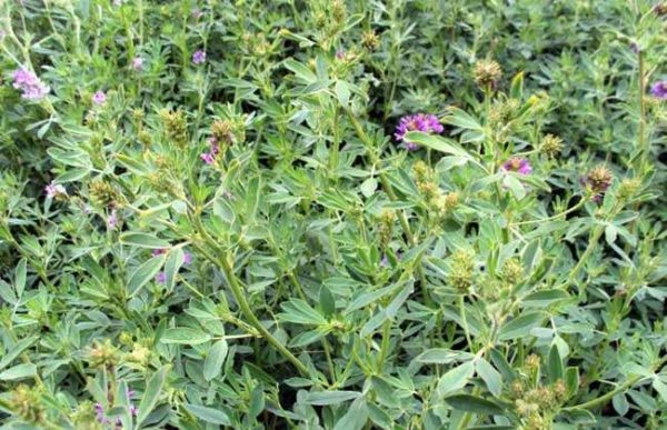 比较优质的几种牧草种植