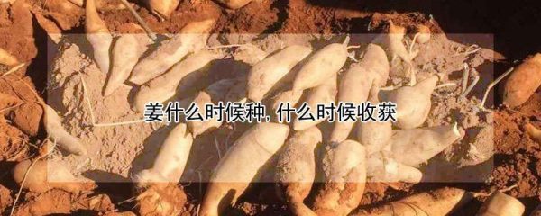姜什么时候种,什么时候收获