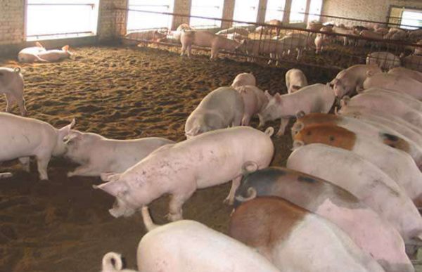 如何提高养猪的经济效益