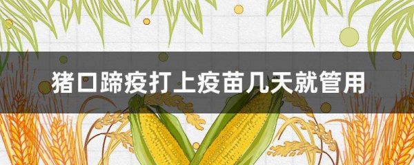 猪口蹄疫打上疫苗几天就管用
