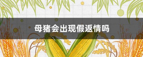 母猪会出现假返情吗？