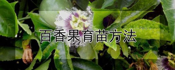 百香果育苗方法
