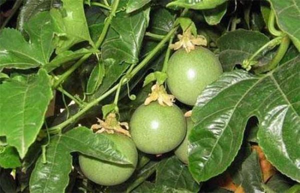 百香果的采收及保存多久？