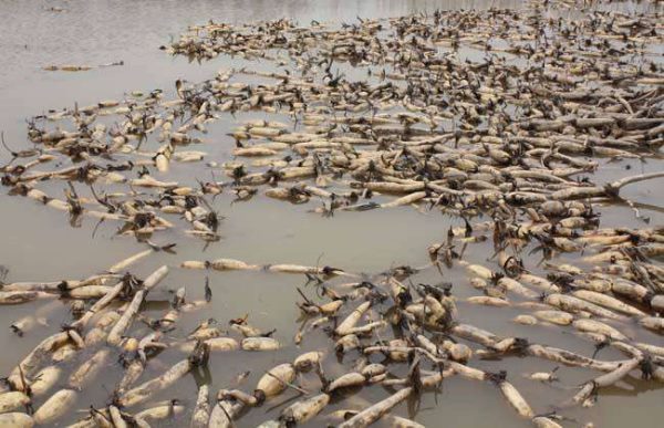 莲藕的施肥时的注意事项