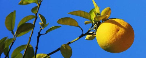 柚子树怎么嫁接容易活