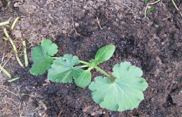 西葫芦定植后怎么管理