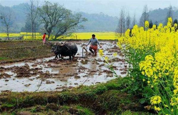 春分种植注意事项