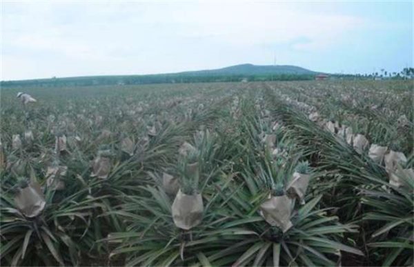 如何预防菠萝冻害