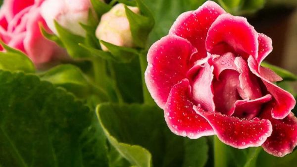 大岩桐小苗迟迟不长