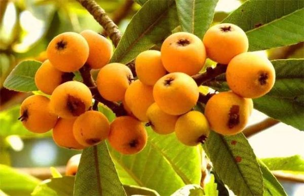 枇杷采收和贮藏多久？