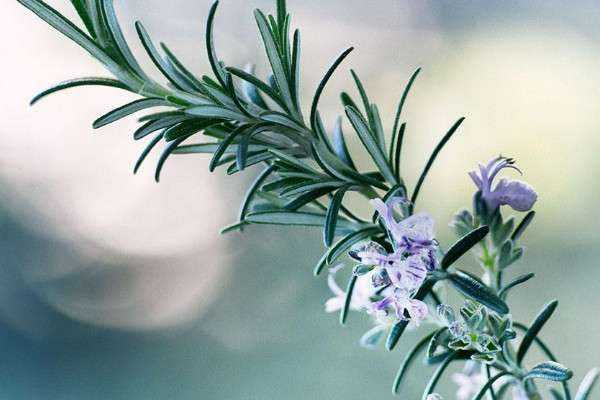 迷迭香为什么不开花