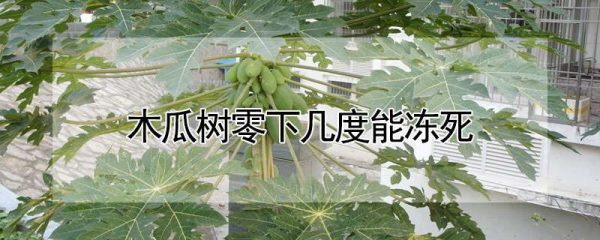 木瓜树零下几度能冻死