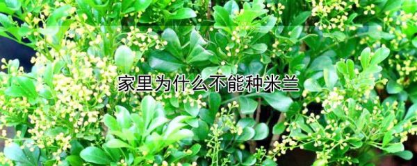家里为什么不能种米兰
