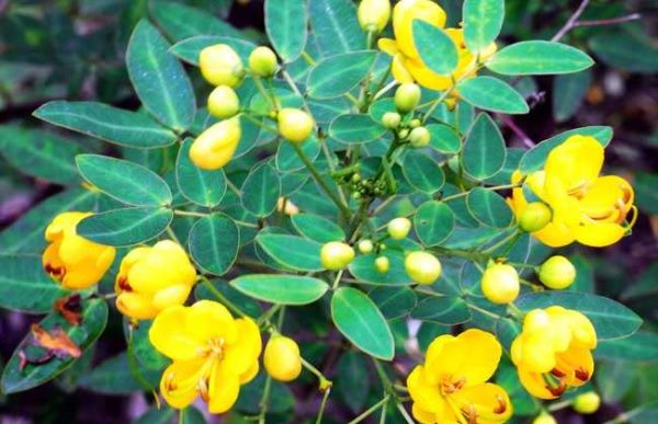 如何提高决明子的产量