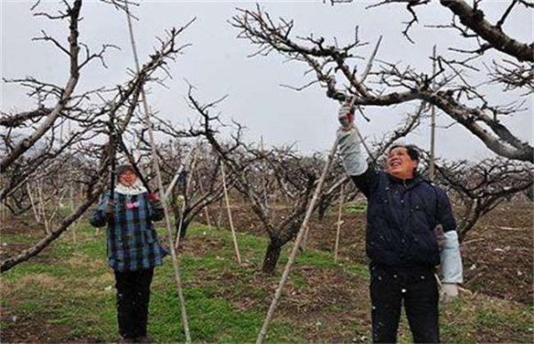 桃树结果部位外移怎么办？