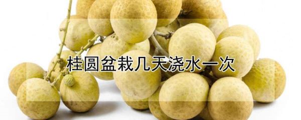 桂圆盆栽几天浇水一次