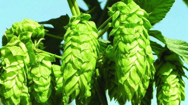 啤酒花是什么花