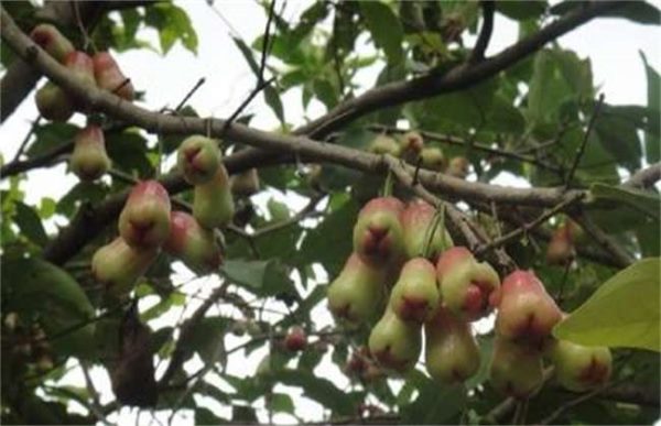 果树光腿是什么原因？