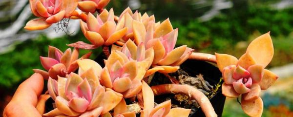 多肉老桩怎样盘造型