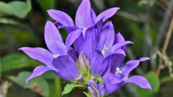 风铃草怎么度夏