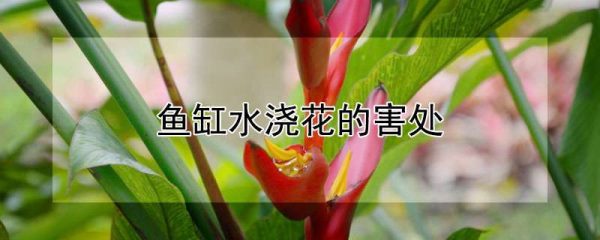鱼缸水浇花的害处