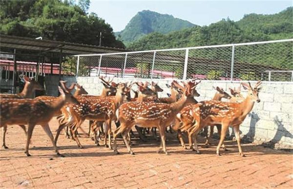 怎样养鹿才能赚钱