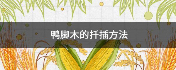 鸭脚木的扦插方法是