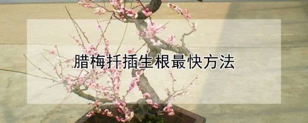 腊梅扦插生根最快方法