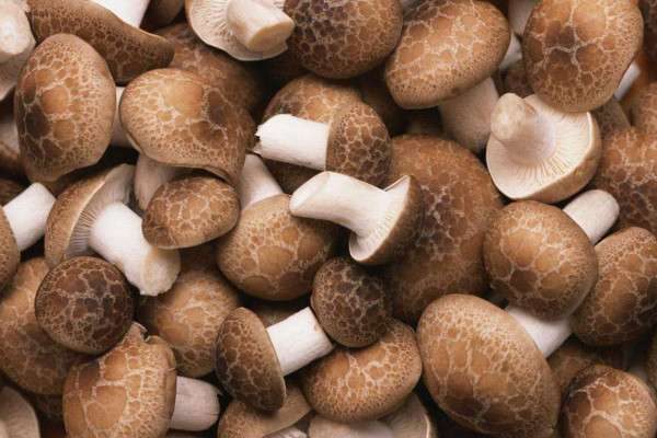 花菇和香菇的区别？