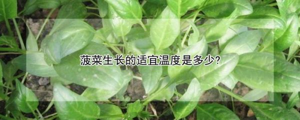 菠菜生长的适宜温度是多少?