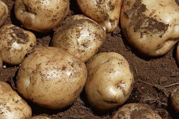 马铃薯是根还是茎