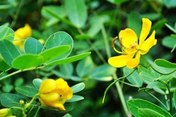 养的花生小飞虫怎么治