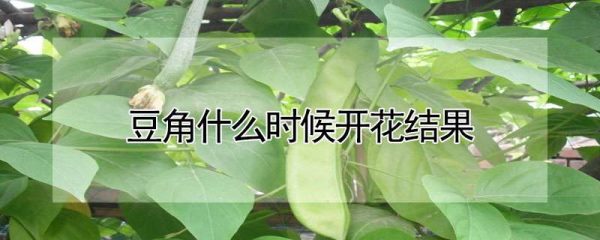 豆角什么时候开花结果